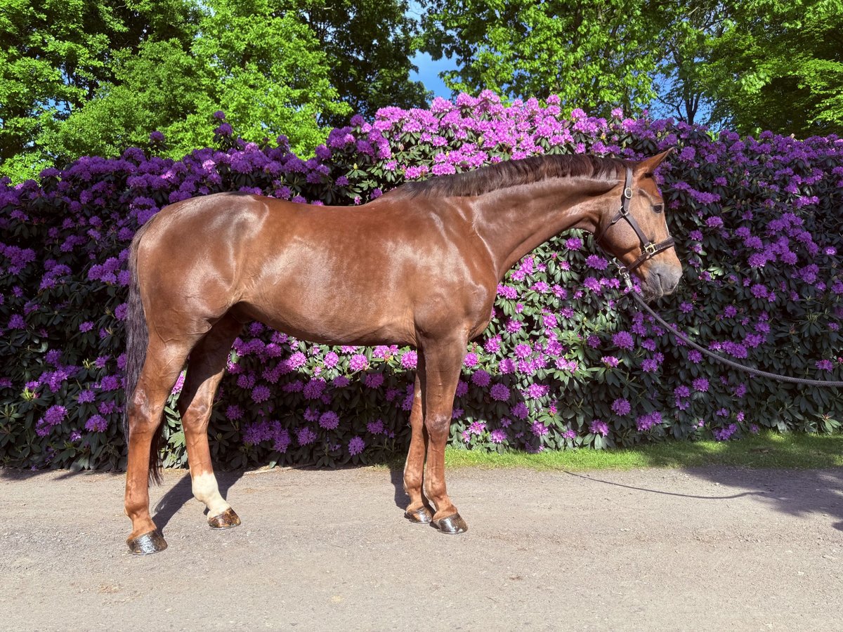 Oldenburger Ruin 8 Jaar 178 cm Donkere-vos in Emstek