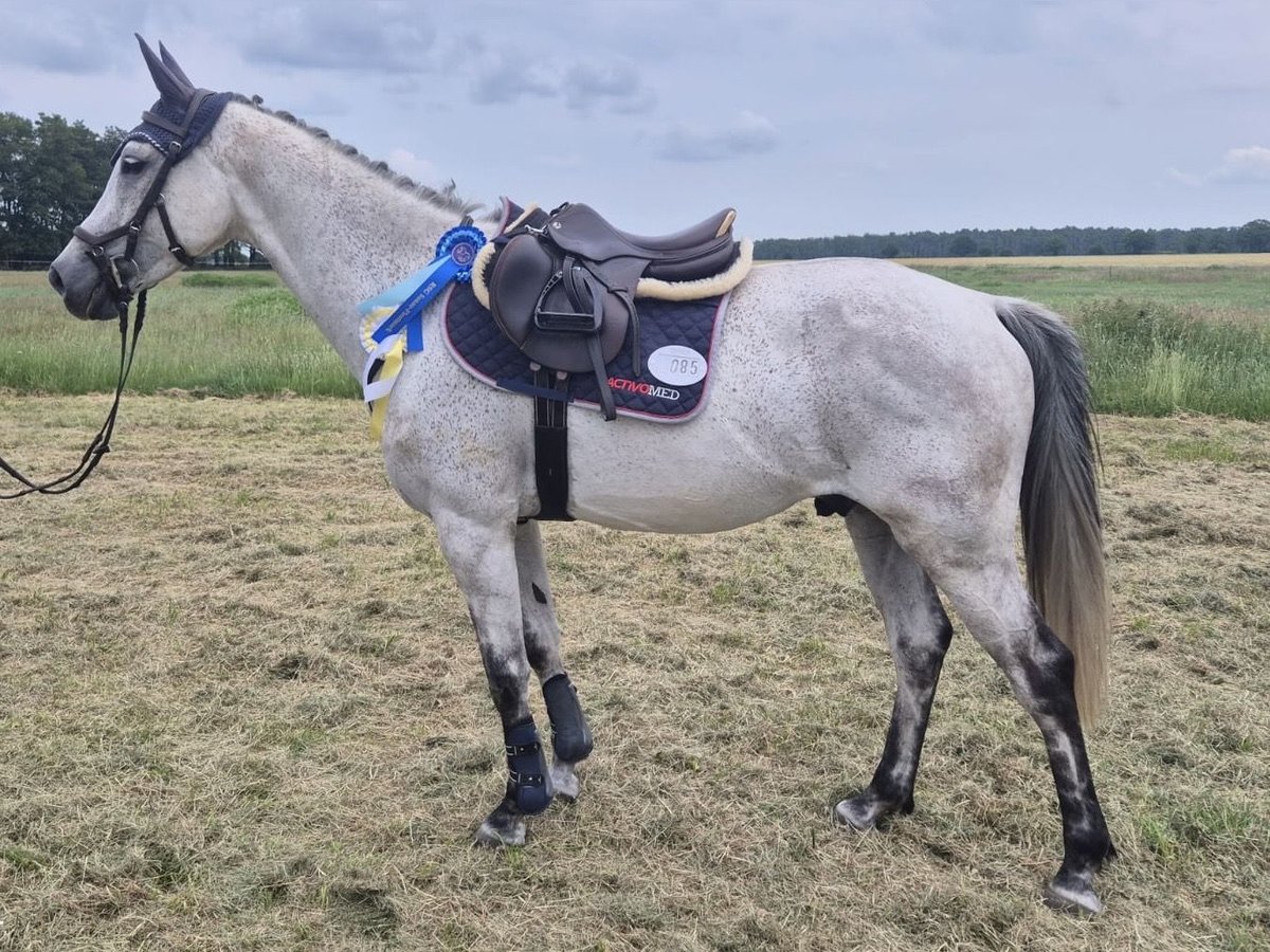 Oldenburger Ruin 9 Jaar 160 cm Schimmel in Kalbe/Mildr