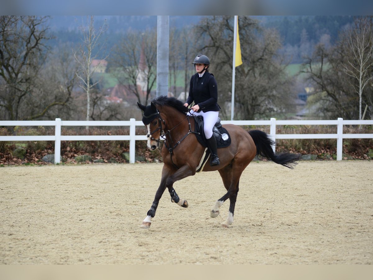 Oldenburger Ruin 9 Jaar 167 cm Bruin in Langenzersdorf