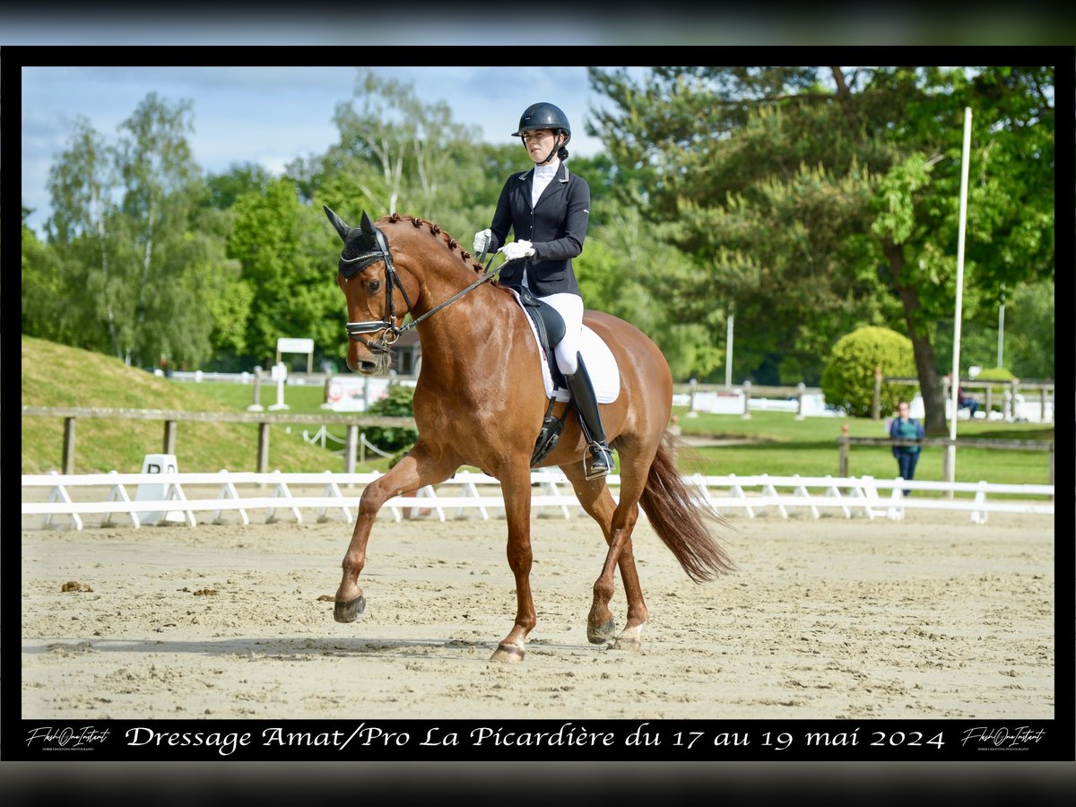 Oldenburger Ruin 9 Jaar 174 cm Vos in Champcueil
