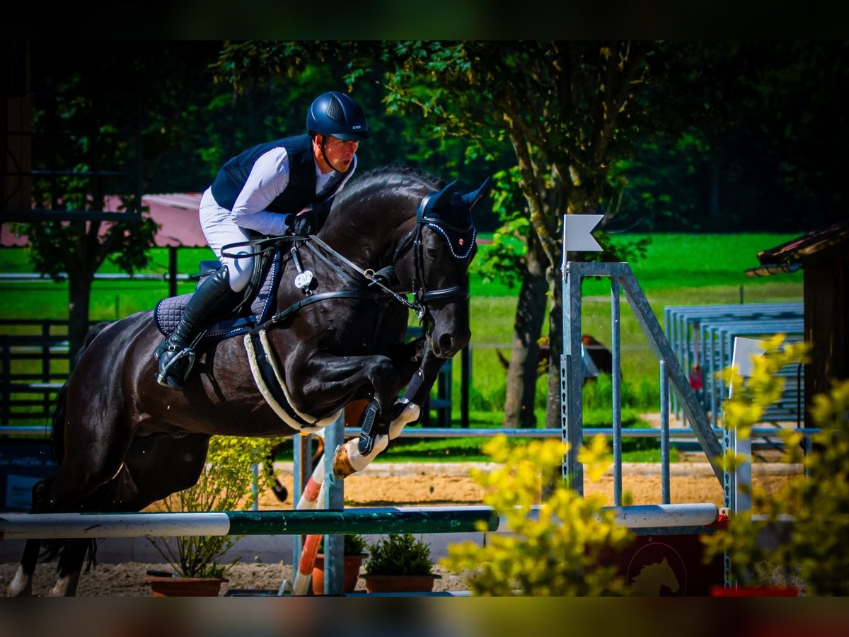Oldenburger Springpaard Hengst 11 Jaar 170 cm Zwart in Neunkirchen