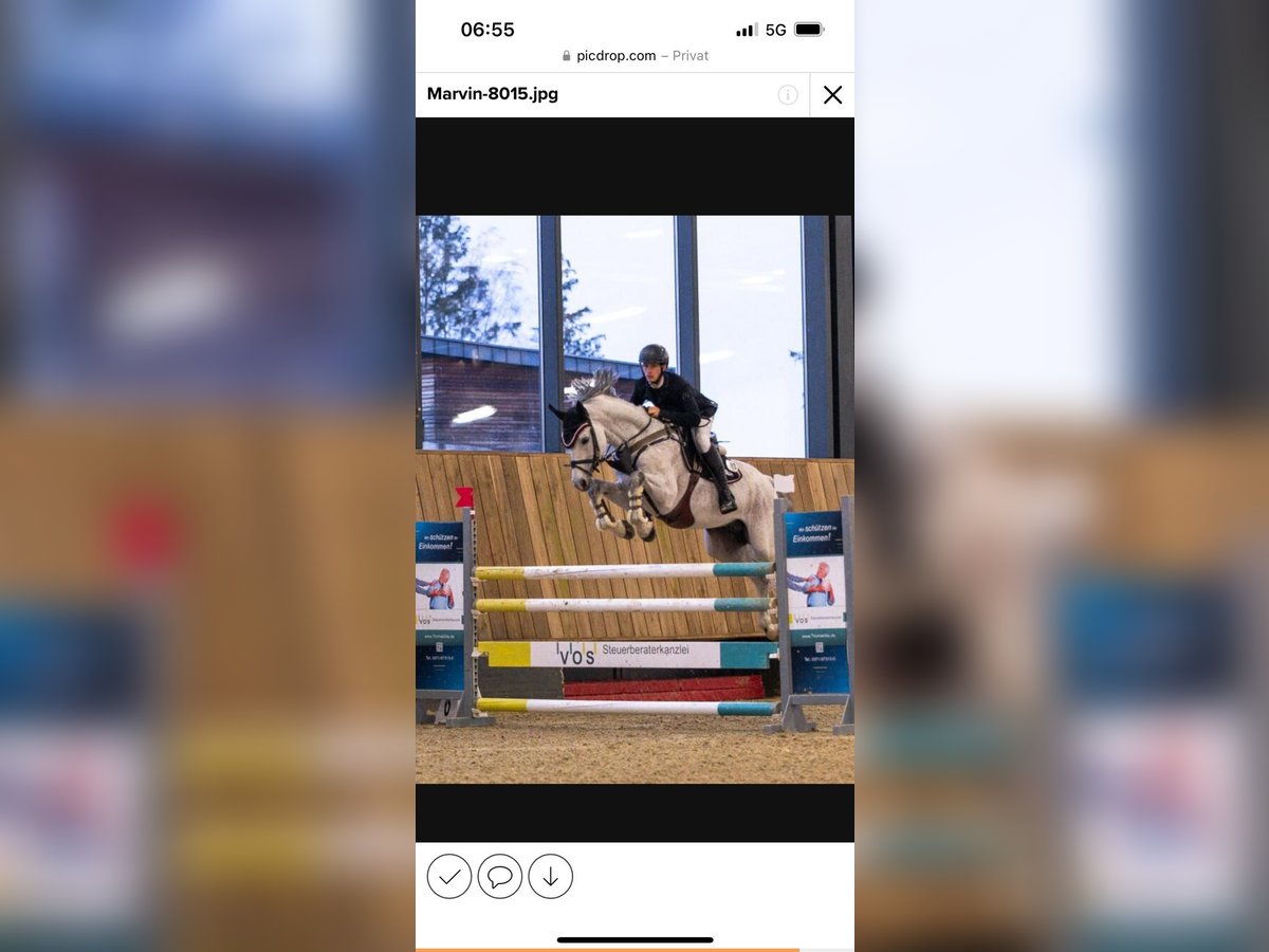 Oldenburger Springpaard Hengst 16 Jaar 163 cm Schimmel in Zwickau