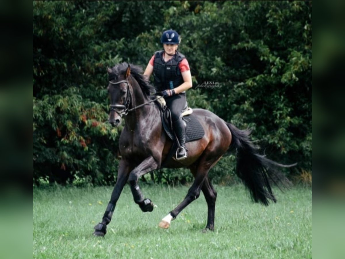 Oldenburger Springpaard Hengst 16 Jaar 168 cm Zwartbruin in Walchum