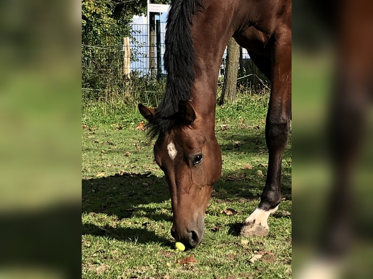 Oldenburger Springpaard Hengst 1 Jaar 162 cm Bruin in Hiddenhausen