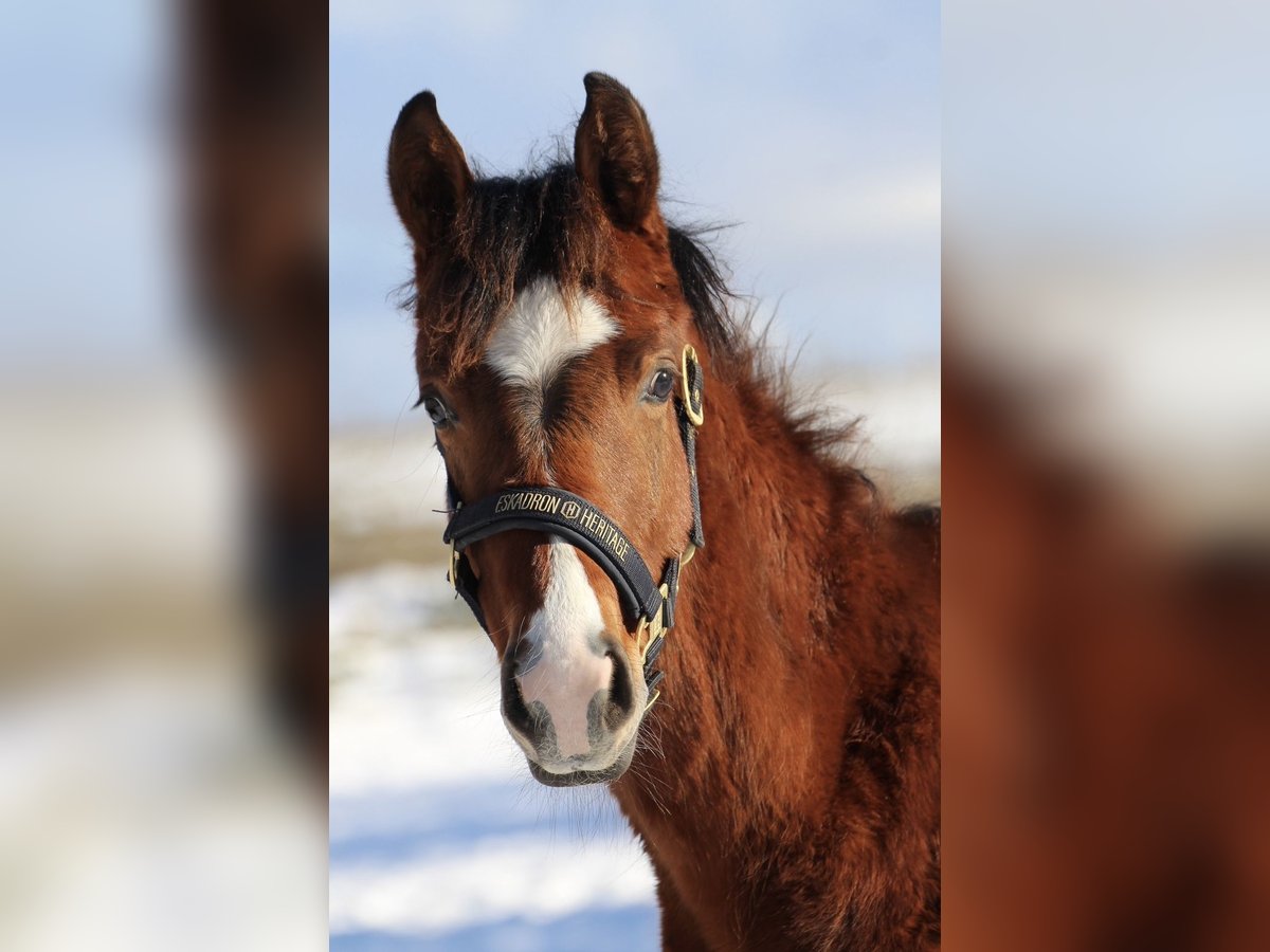 Oldenburger Springpaard Hengst 1 Jaar 168 cm Bruin in Seedorf