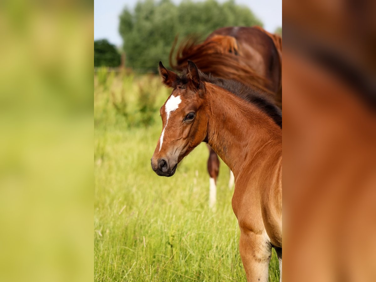 Oldenburger Springpaard Hengst 1 Jaar 170 cm Bruin in Groß Roge