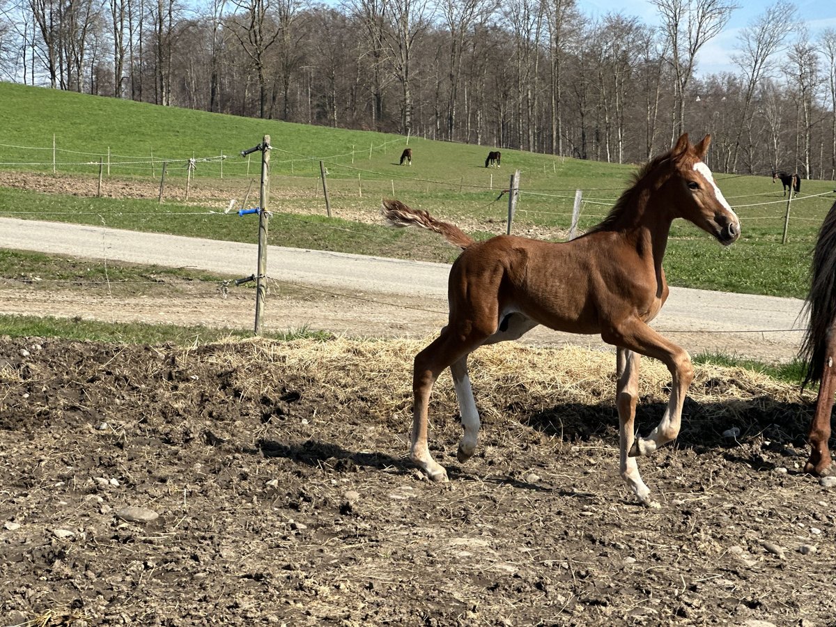 Oldenburger Springpaard Hengst 1 Jaar 170 cm in Berg