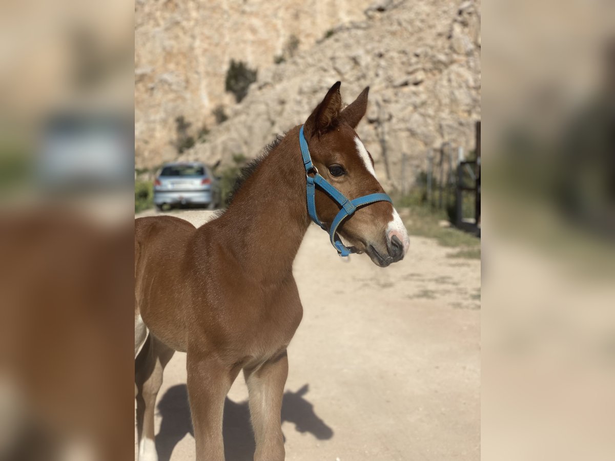 Oldenburger Springpaard Hengst 1 Jaar Bruin in Fuendetodos