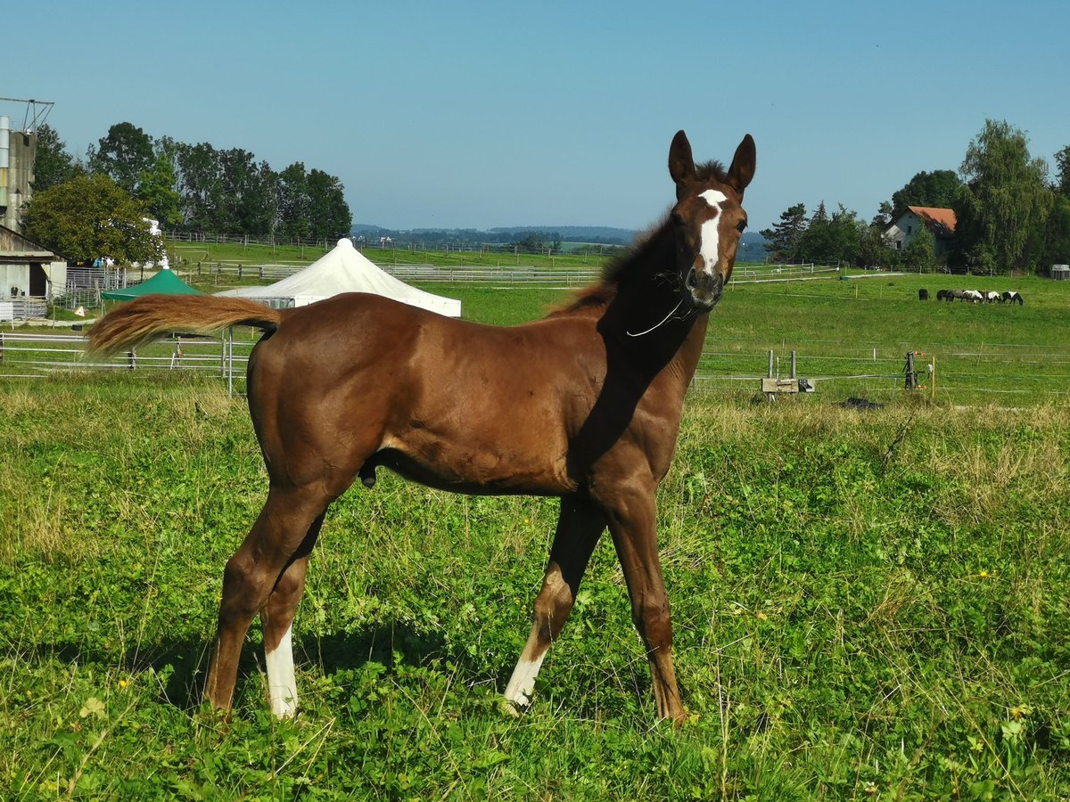 Oldenburger Springpaard Hengst 1 Jaar Vos in Egg