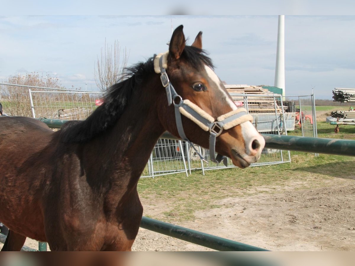 Oldenburger Springpaard Hengst 2 Jaar 155 cm Bruin in Leopoldsdorf