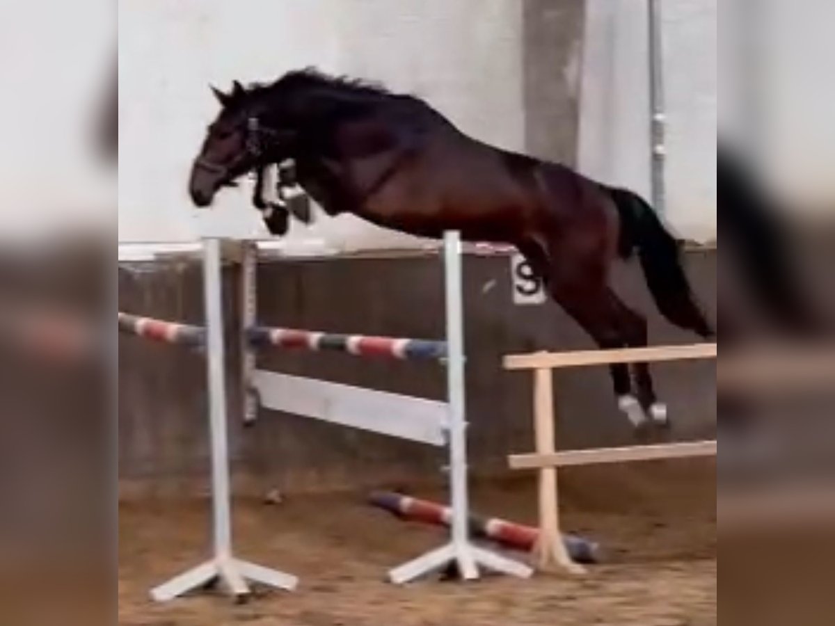 Oldenburger Springpaard Hengst 2 Jaar 167 cm Bruin in Heiligenstedten