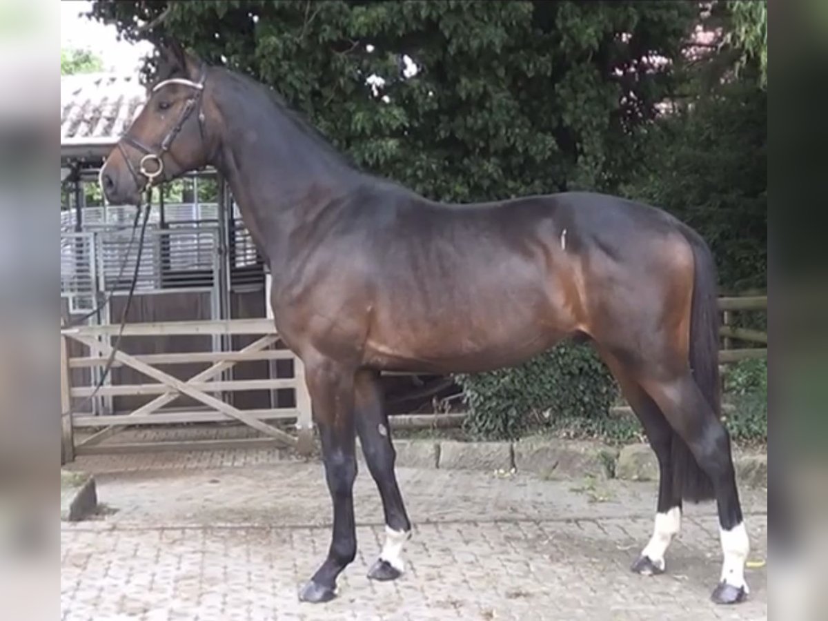 Oldenburger Springpaard Hengst 2 Jaar 167 cm Bruin in Schwarmstedt