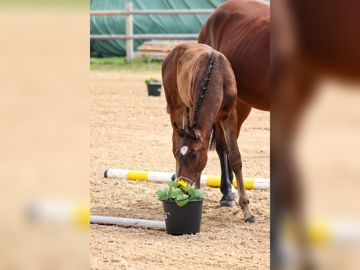 Oldenburger Springpaard Hengst 2 Jaar 170 cm Donkerbruin in Groß Roge