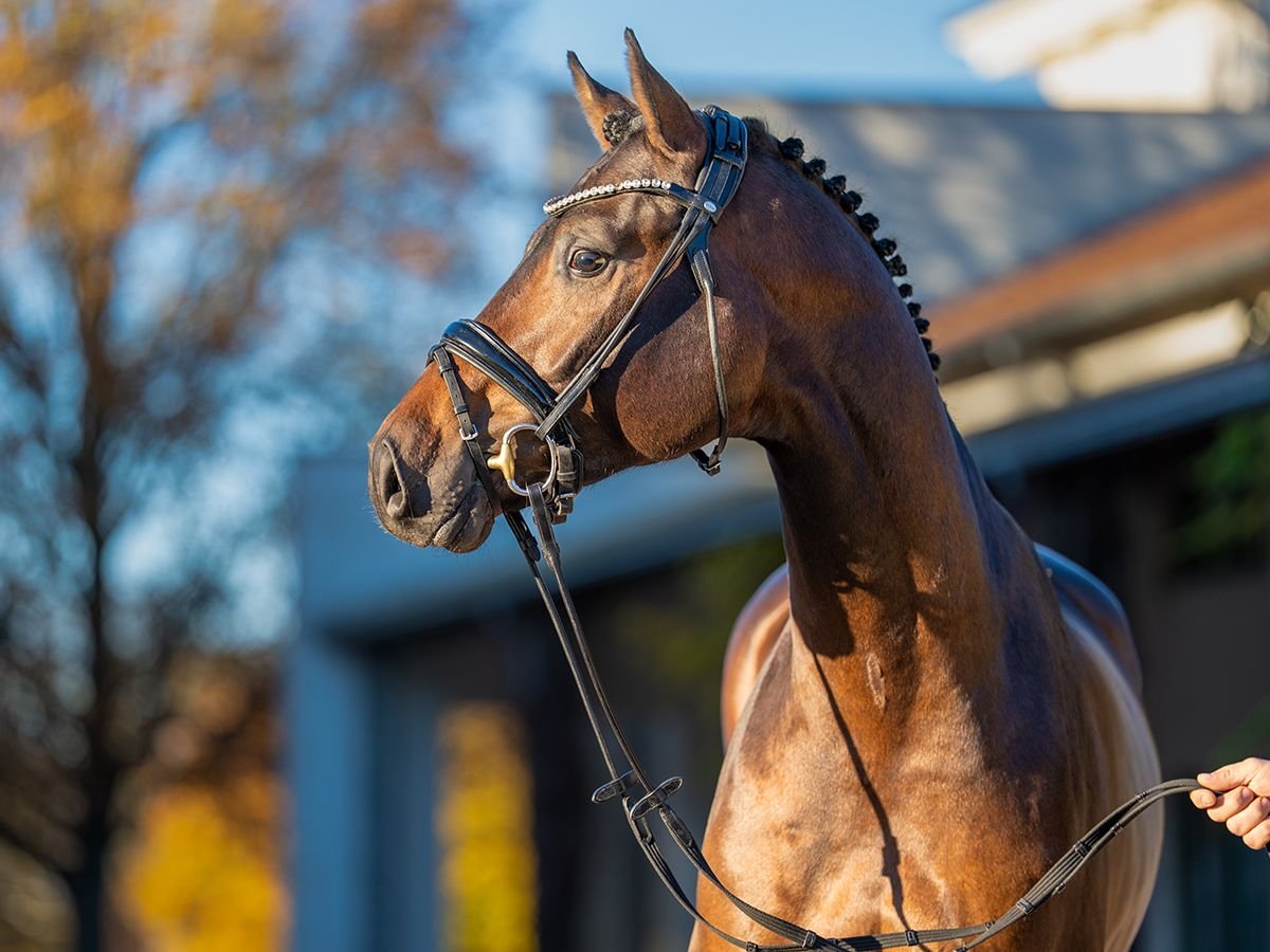 Oldenburger Springpaard Hengst 2 Jaar 170 cm Donkerbruin in Redefin