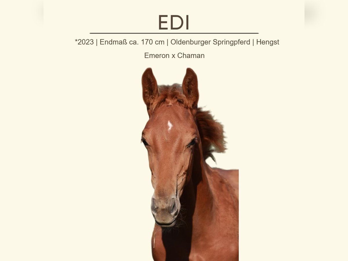 Oldenburger Springpaard Hengst 2 Jaar 170 cm Vos in Gro&#xDF;ostheim