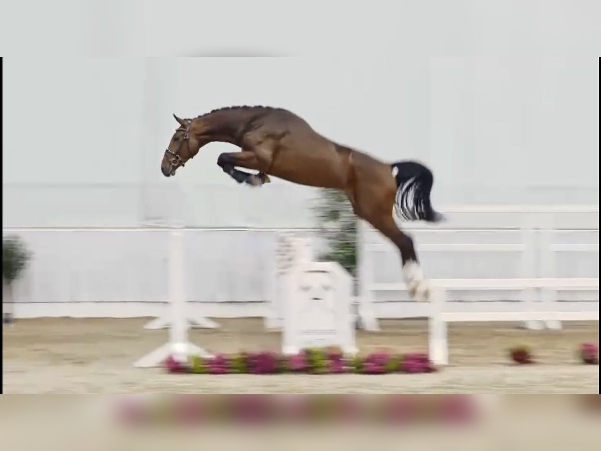 Oldenburger Springpaard Hengst 2 Jaar 171 cm Donkerbruin in Klein Berßen