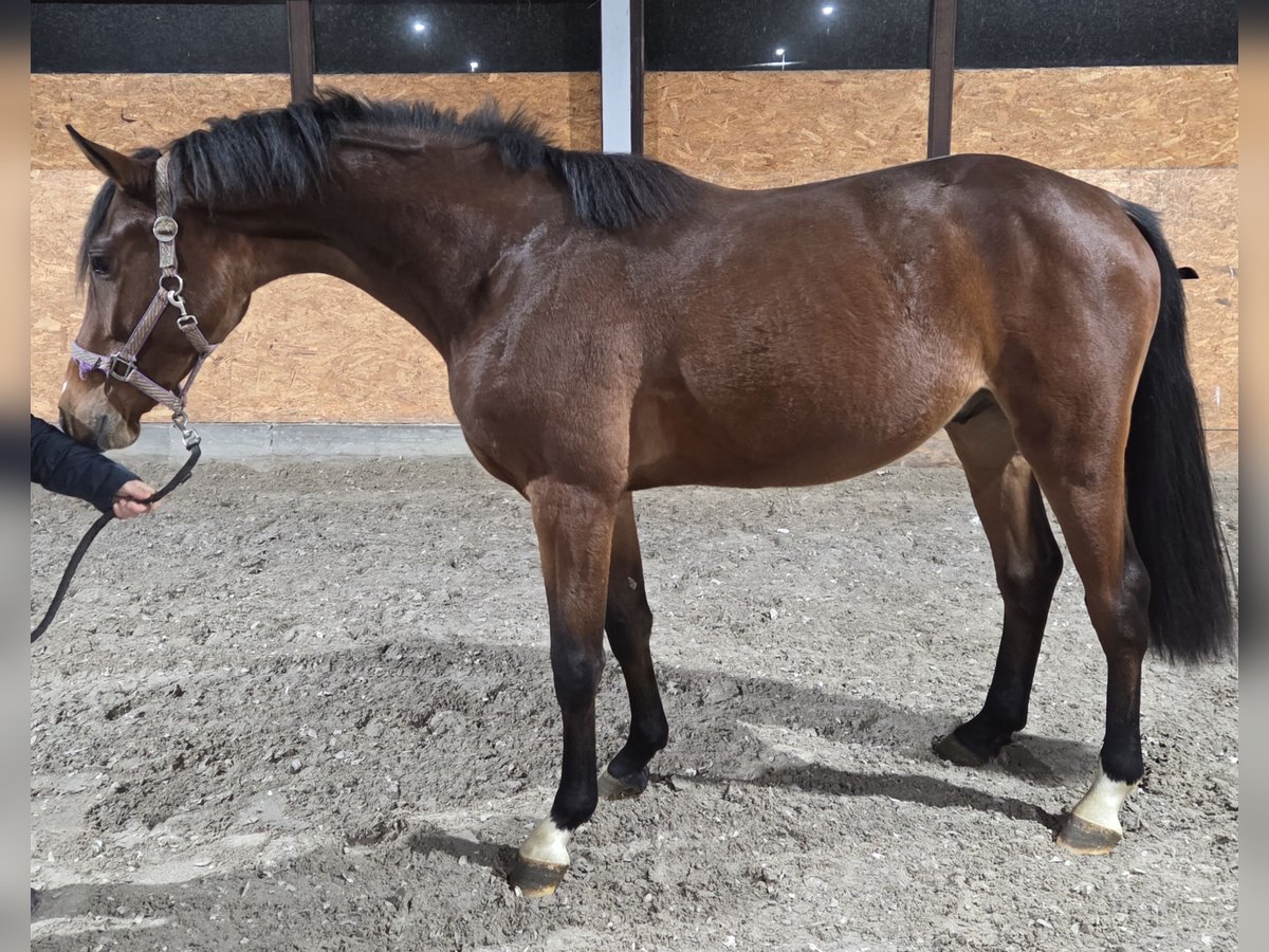 Oldenburger Springpaard Hengst 2 Jaar 173 cm Bruin in Wettrup