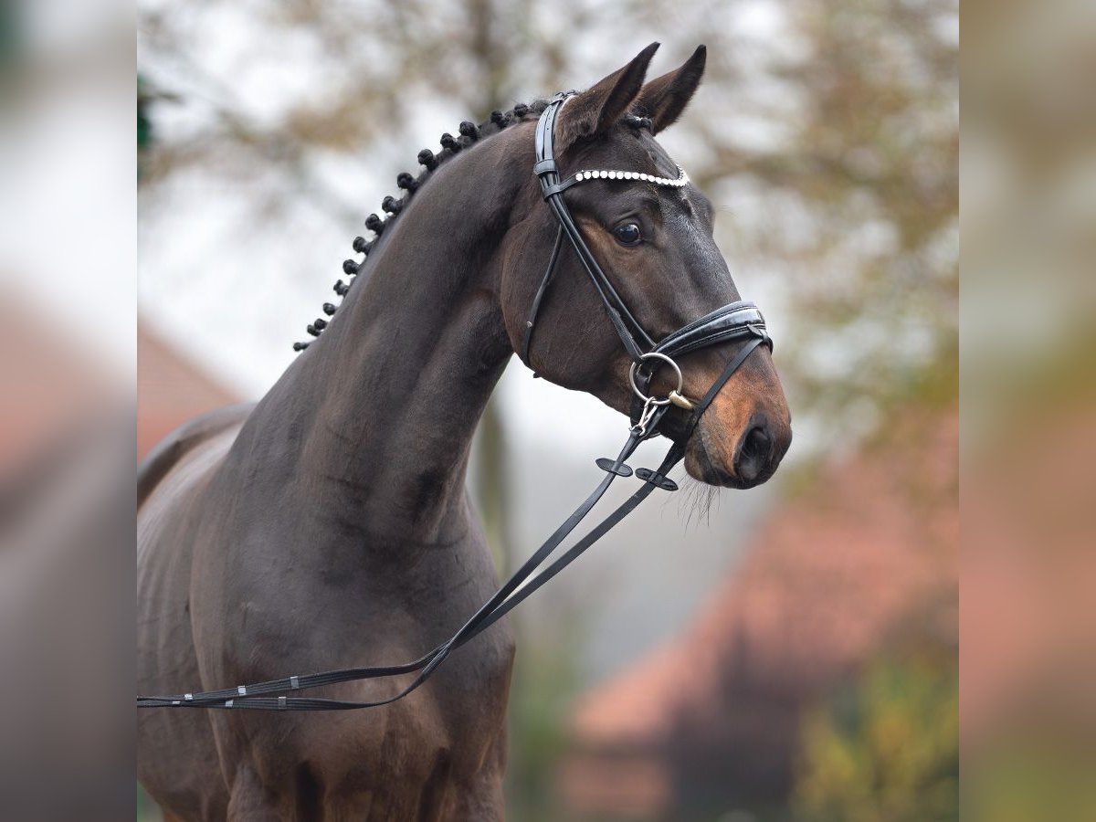 Oldenburger Springpaard Hengst 2 Jaar Bruin in Rostock