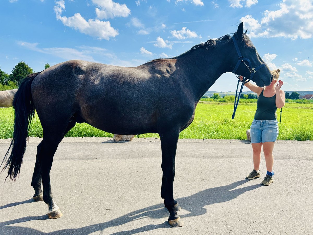 Oldenburger Springpaard Hengst 2 Jaar Zwartschimmel in Zülpich