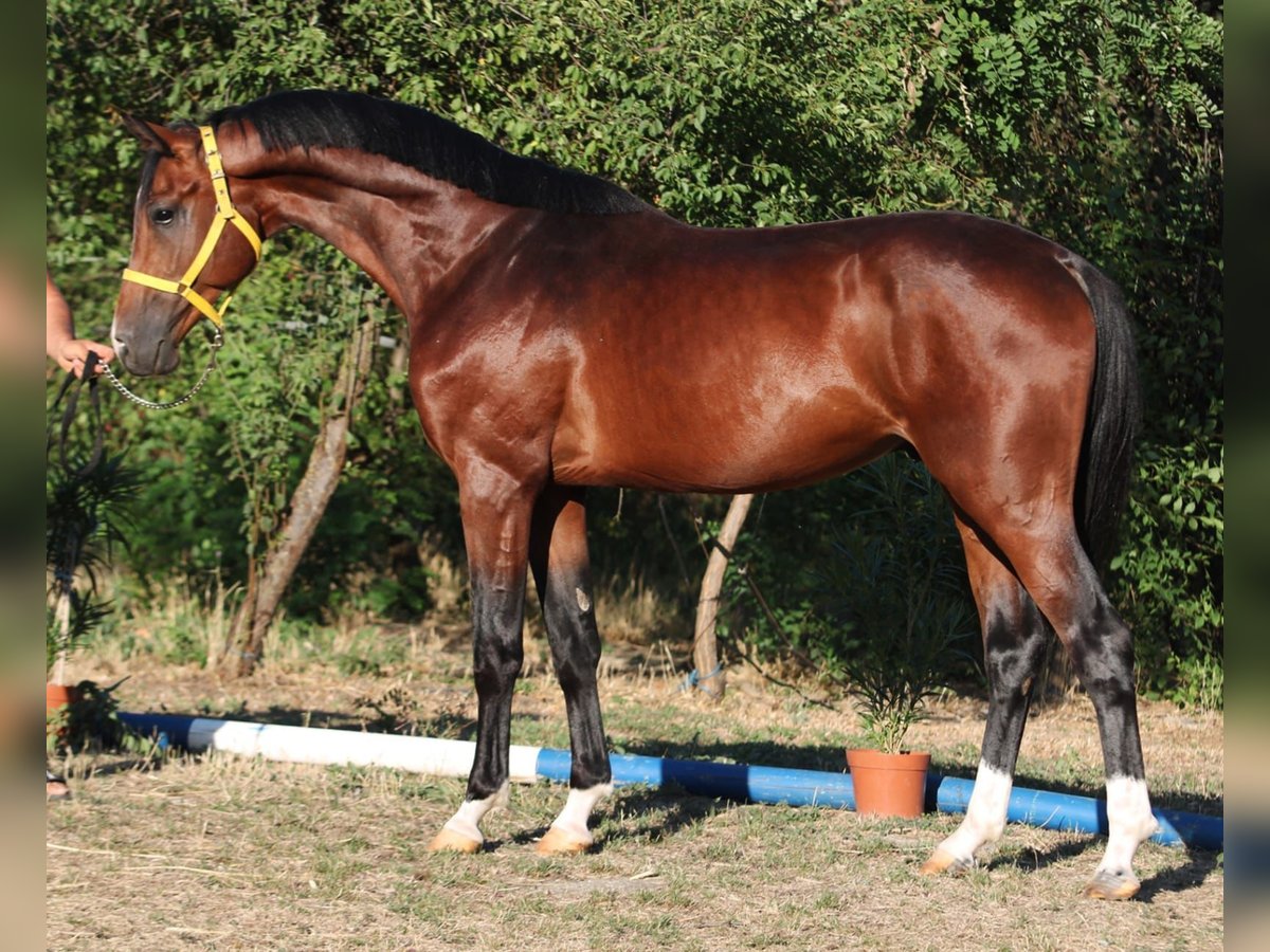 Oldenburger Springpaard Hengst 4 Jaar 167 cm Bruin in Szarvas