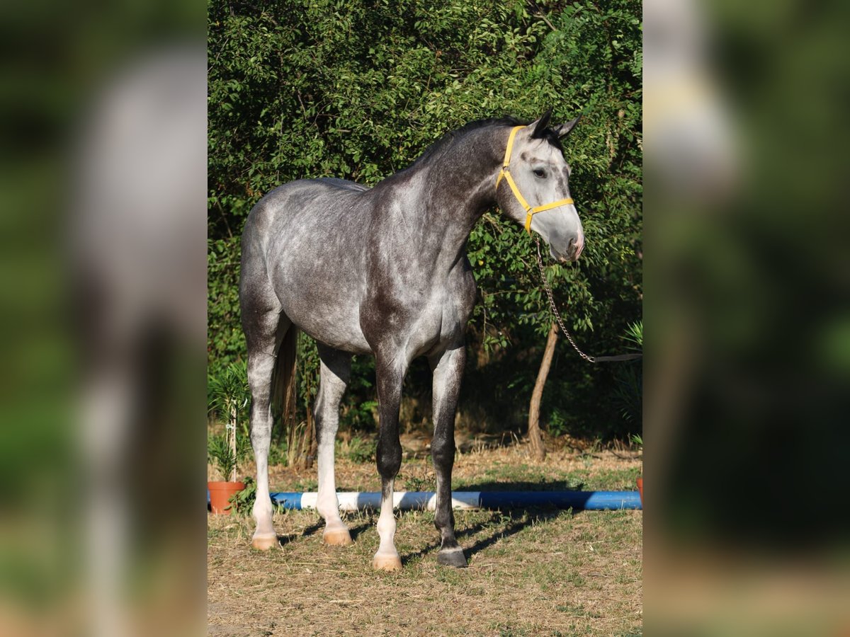 Oldenburger Springpaard Hengst 4 Jaar 169 cm Appelschimmel in B&#xE9;k&#xE9;scsaba