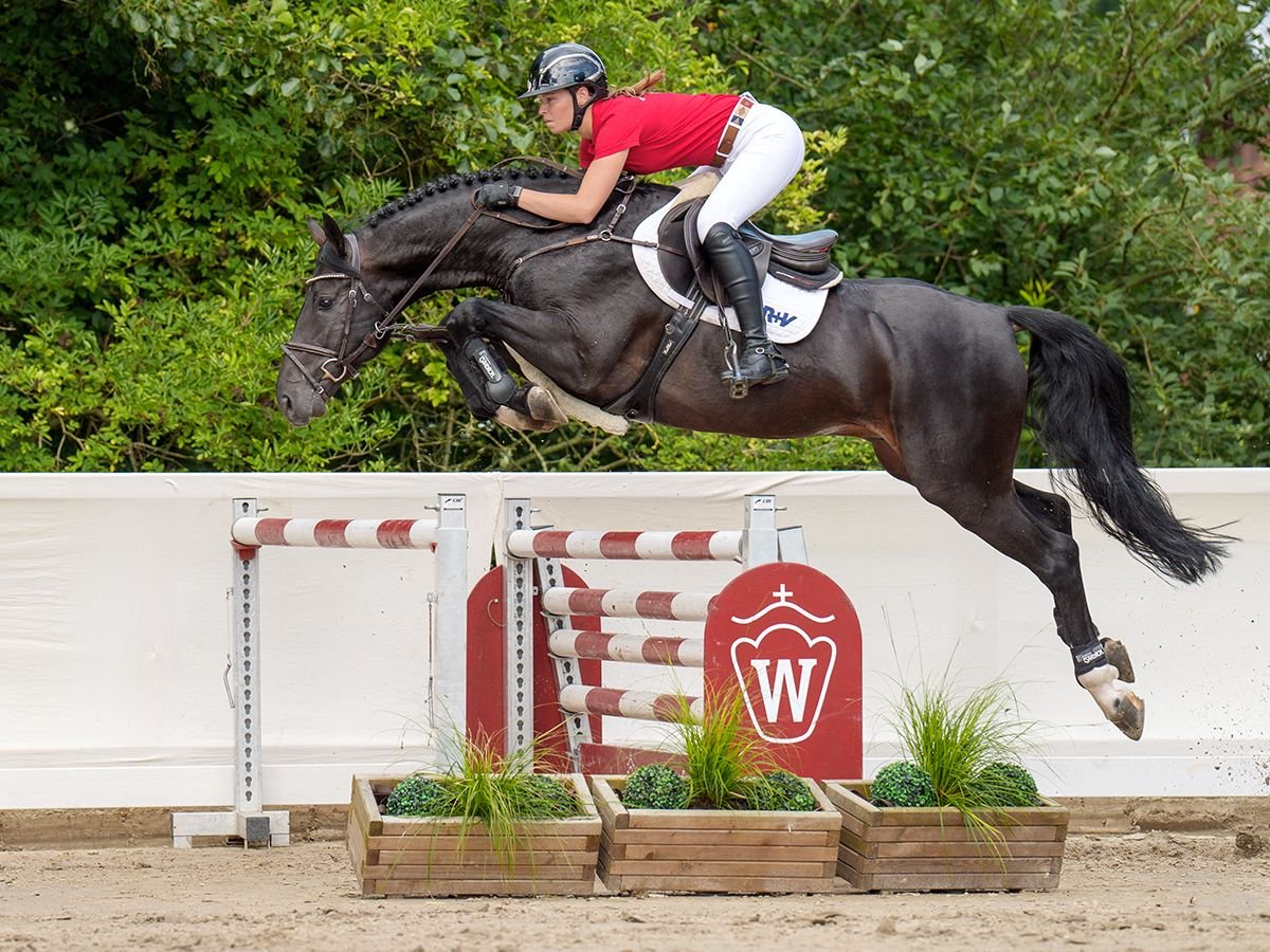 Oldenburger Springpaard Hengst 5 Jaar 166 cm Zwartbruin in Münster