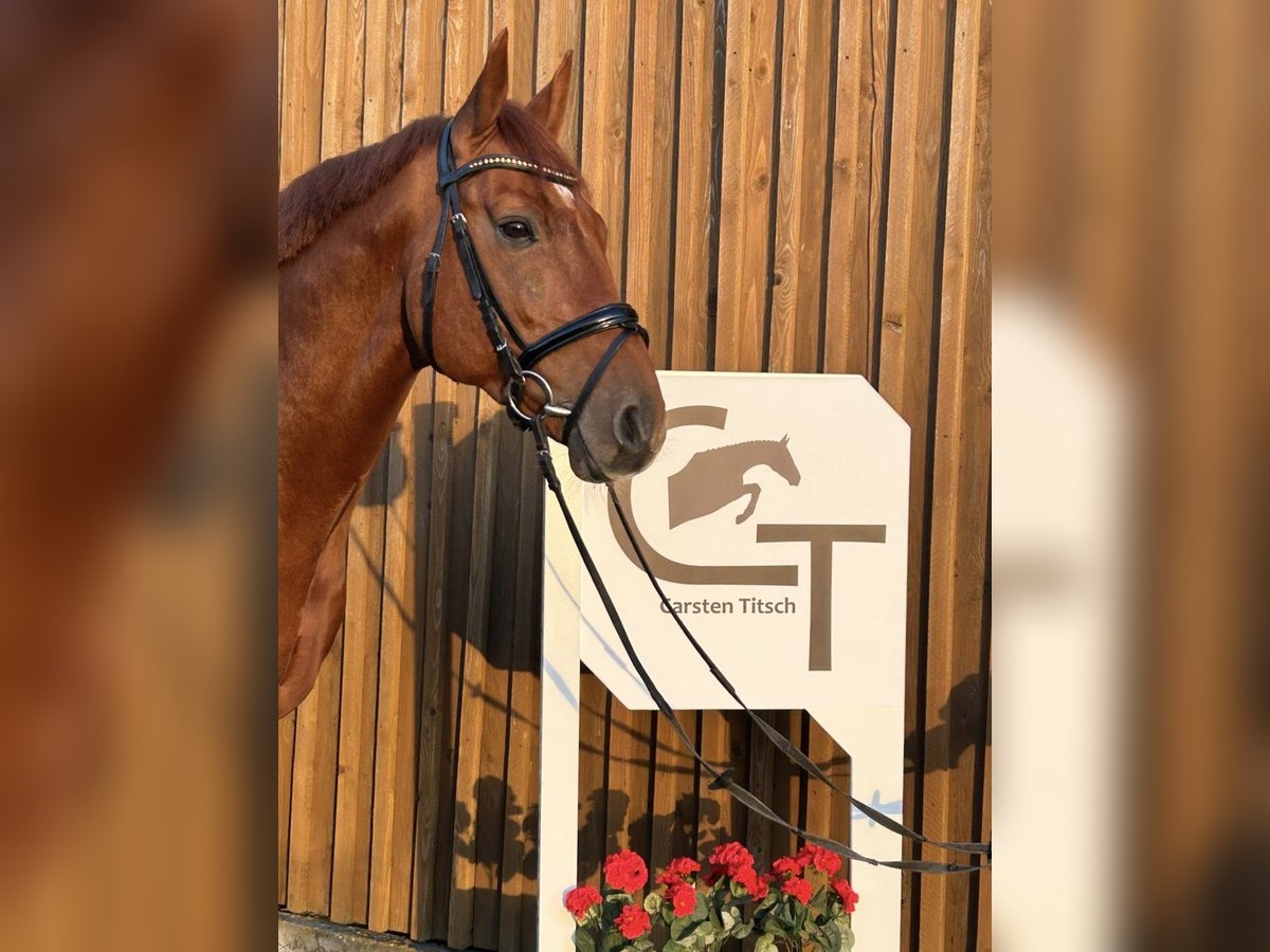 Oldenburger Springpaard Hengst 5 Jaar 167 cm in Uetze