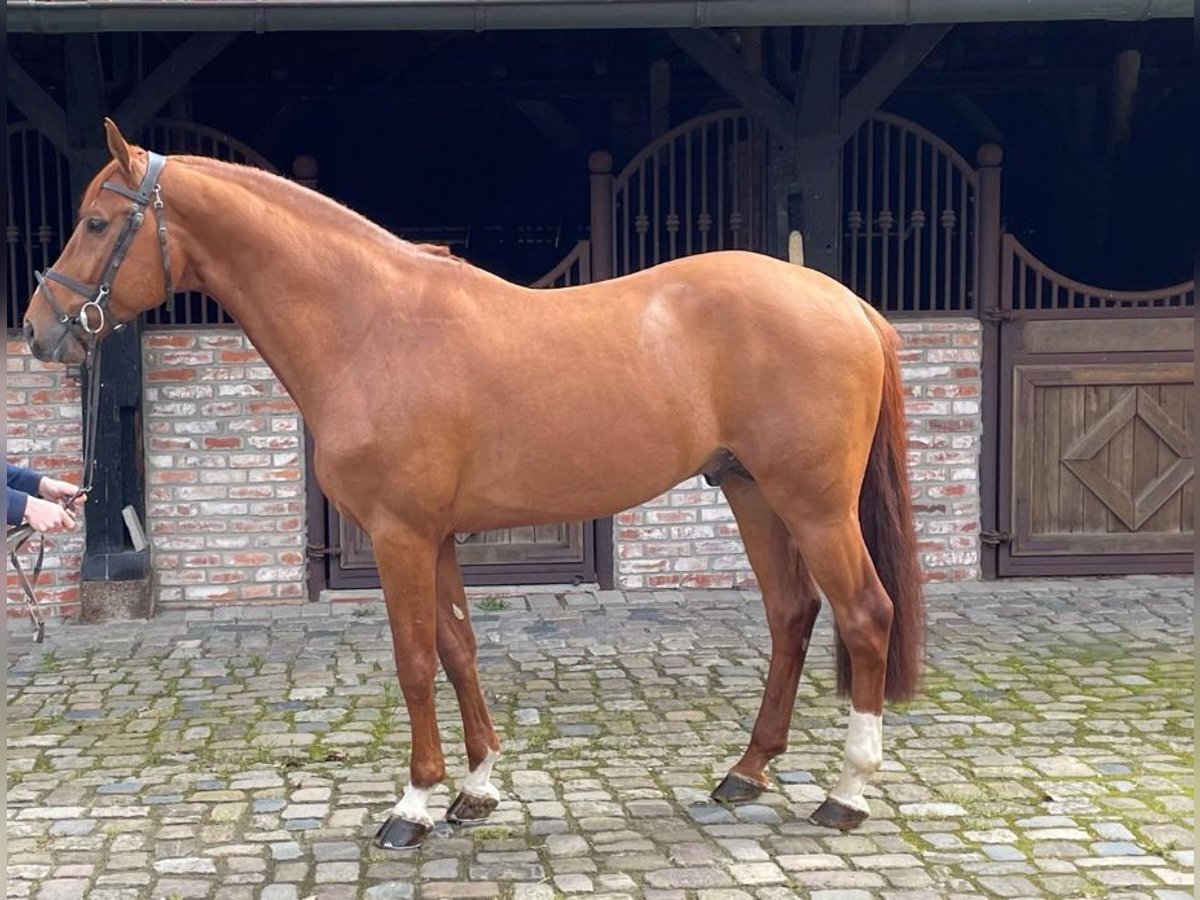 Oldenburger Springpaard Hengst 8 Jaar 169 cm Vos in Verden (Aller)