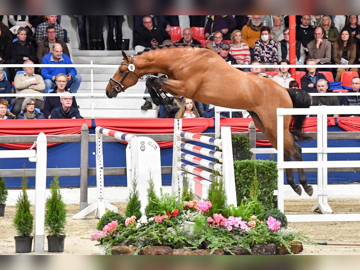 Oldenburger Springpaard Hengst Bruin in Ankum