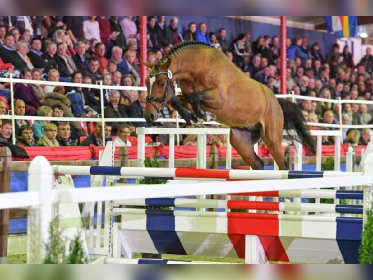 Oldenburger Springpaard Hengst Bruin in Celle