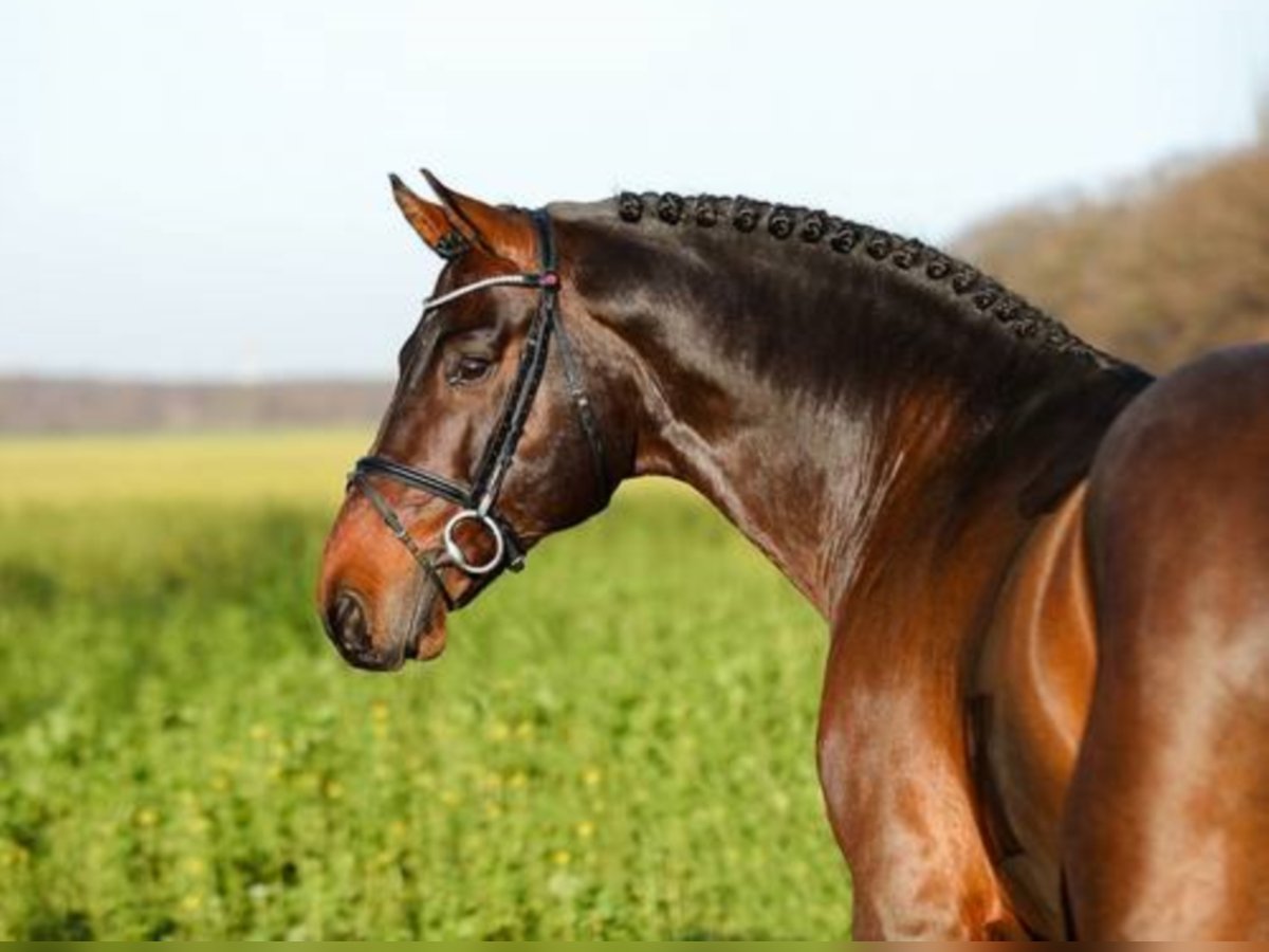 Oldenburger Springpaard Hengst Bruin in Löningen