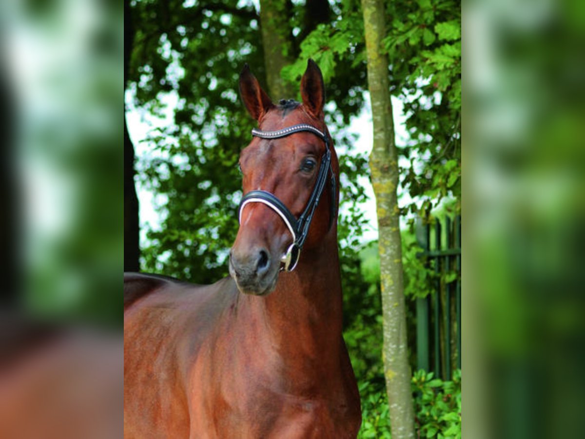 Oldenburger Springpaard Hengst Bruin in Löningen