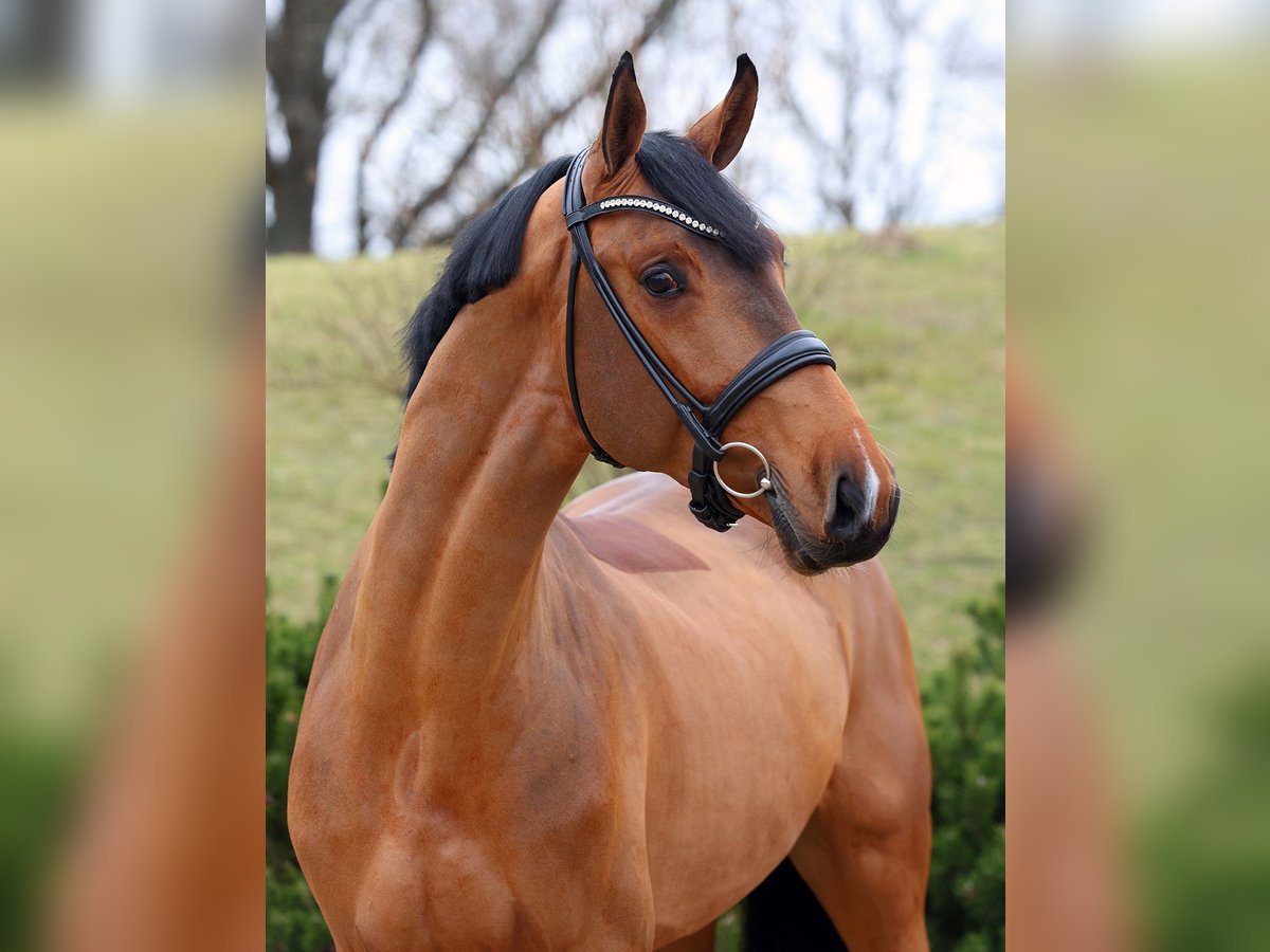 Oldenburger Springpaard Hengst Bruin in Werder