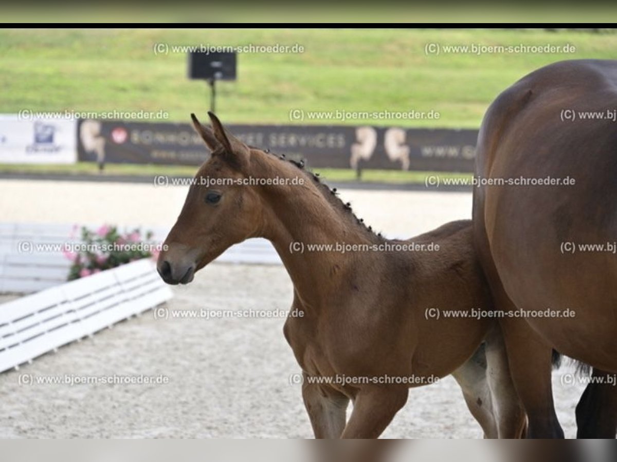 Oldenburger Springpaard Hengst Veulen (04/2025) 170 cm Bruin in Letschin