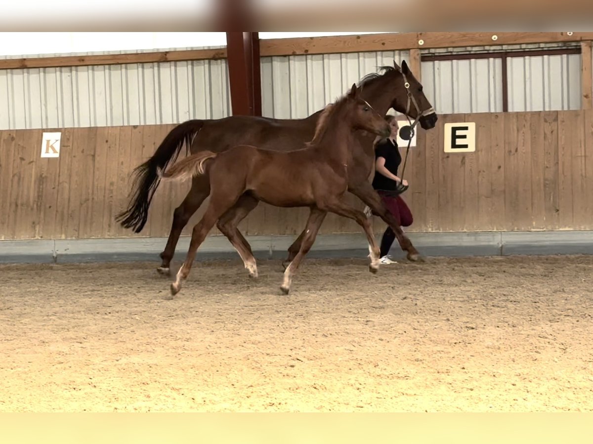 Oldenburger Springpaard Hengst Veulen (05/2025) 170 cm Vos in Berg