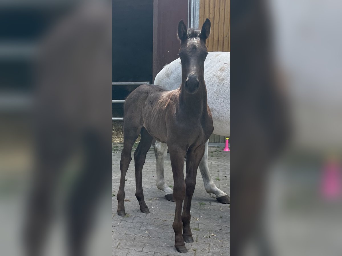 Oldenburger Springpaard Hengst veulen (05/2024) 170 cm Zwart in Schapen