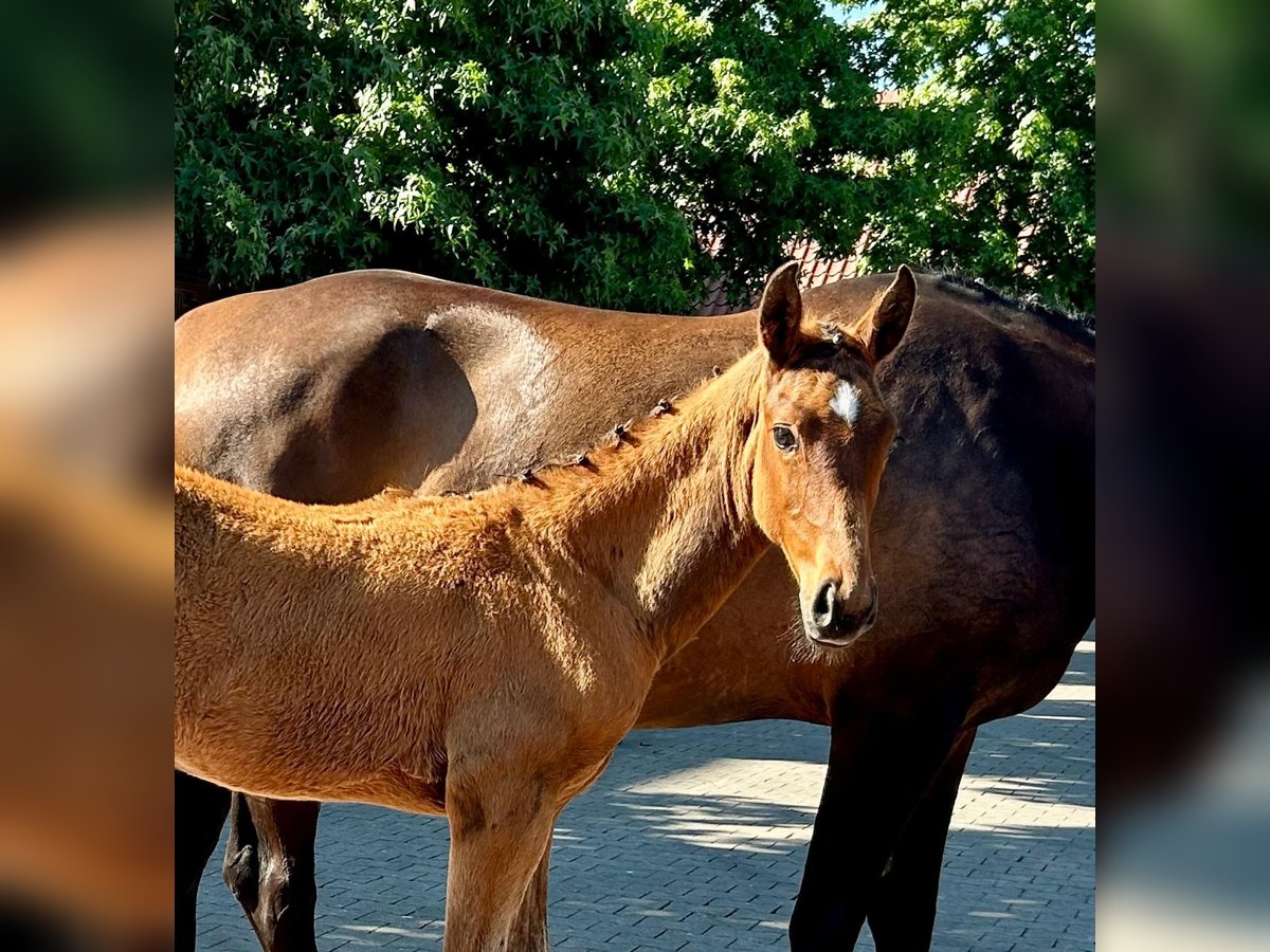 Oldenburger Springpaard Hengst  172 cm Bruin in Ovelg&#xF6;nne