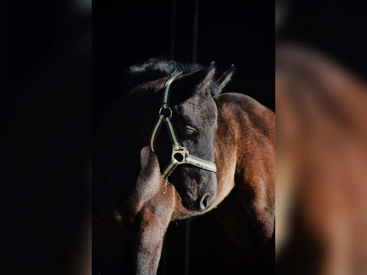 Oldenburger Springpaard Hengst  172 cm Schimmel in Ronshausen