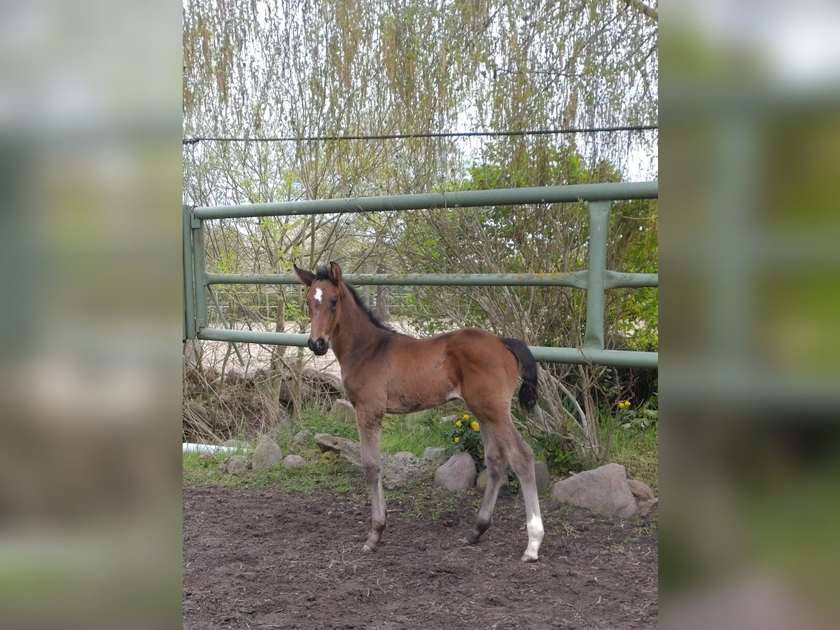 Oldenburger Springpaard Hengst  173 cm Donkerbruin in Möckern