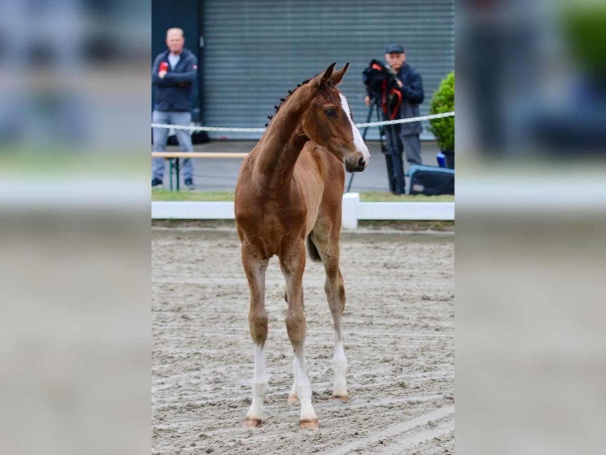 Oldenburger Springpaard Hengst  Bruin in Edewecht
