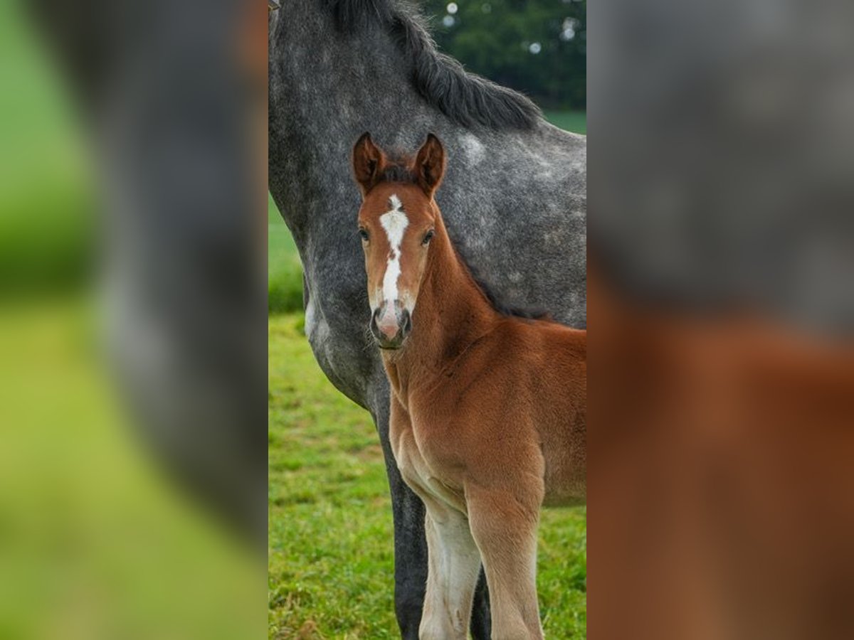 Oldenburger Springpaard Hengst  Bruin in Am&#xF6;neburg