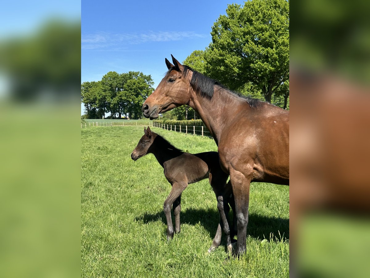 Oldenburger Springpaard Hengst Veulen (05/2025) Bruin in Bersenbr&#xFC;ck