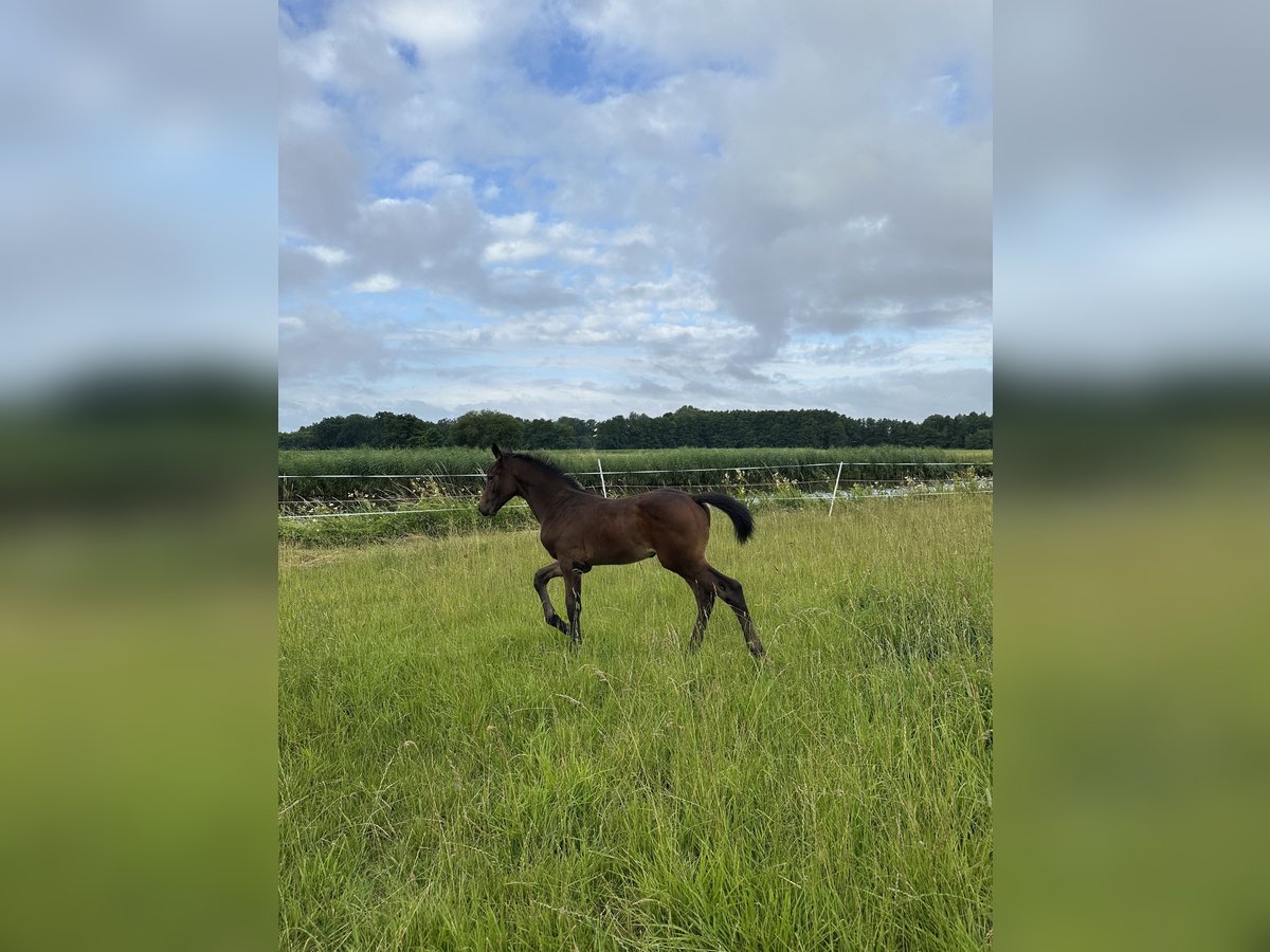 Oldenburger Springpaard Hengst  Bruin in Bersenbr&#xFC;ck