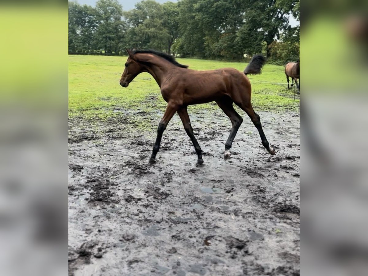 Oldenburger Springpaard Hengst veulen (03/2024) Bruin in Bad Zwischenahn