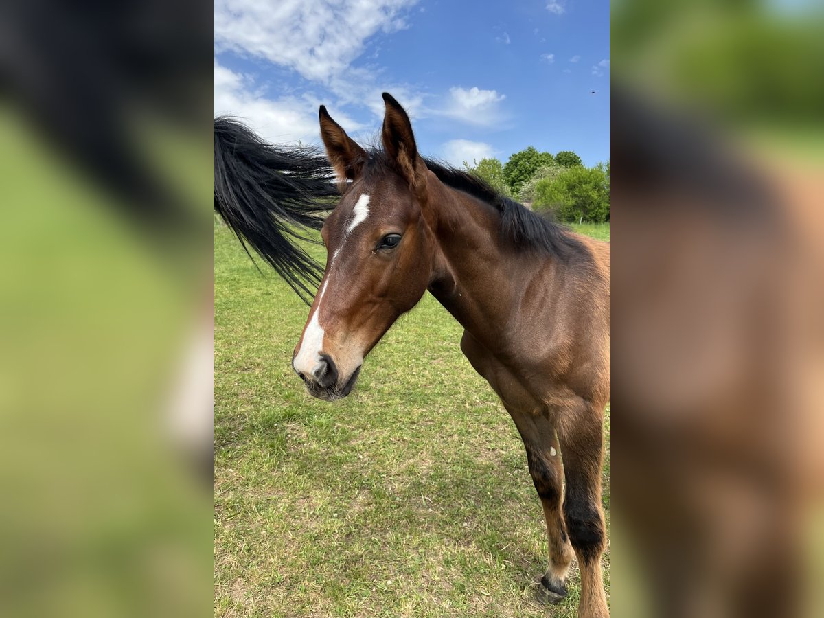 Oldenburger Springpaard Hengst  Bruin in Mücke