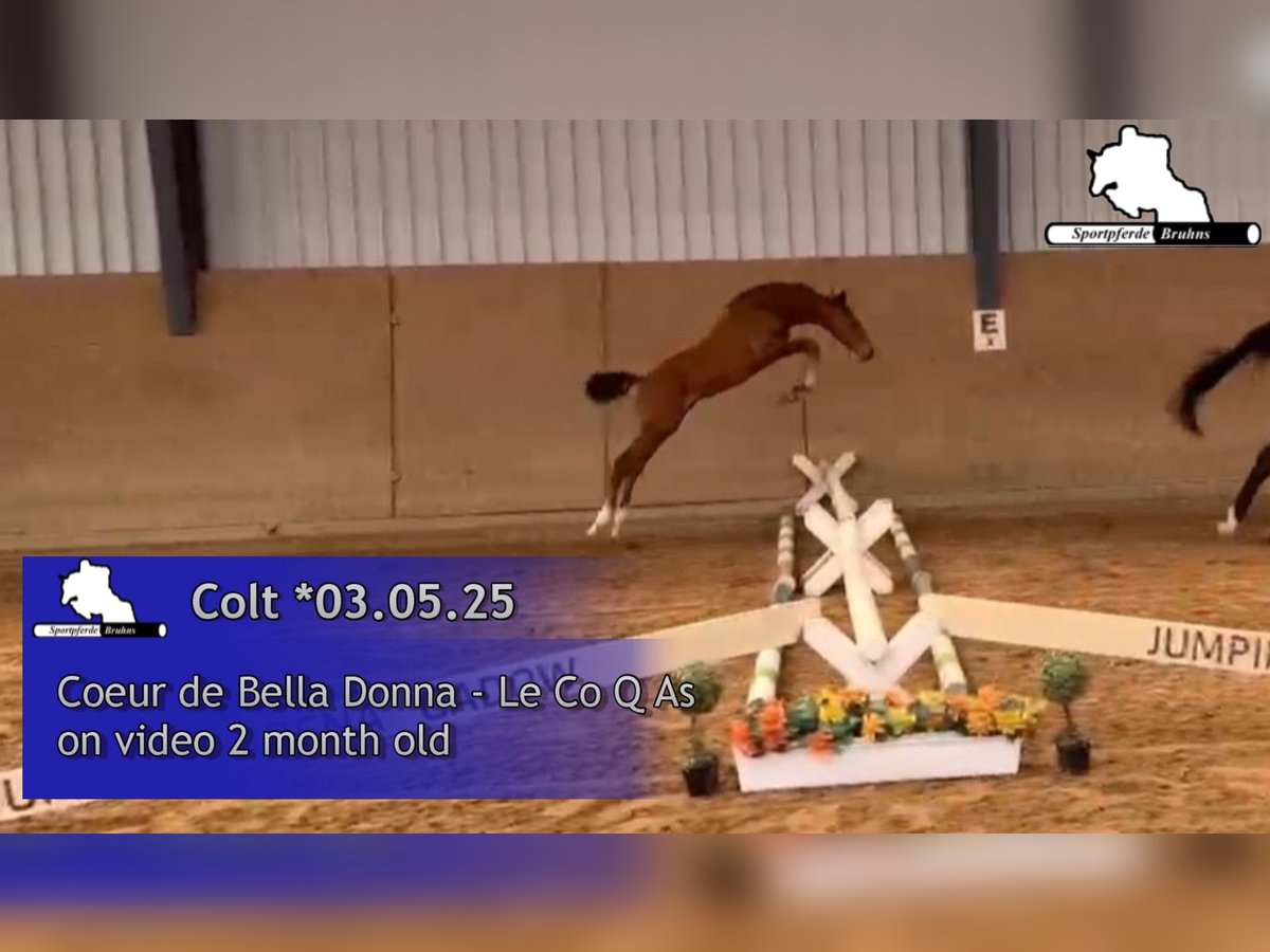 Oldenburger Springpaard Hengst  Bruin in Seetz