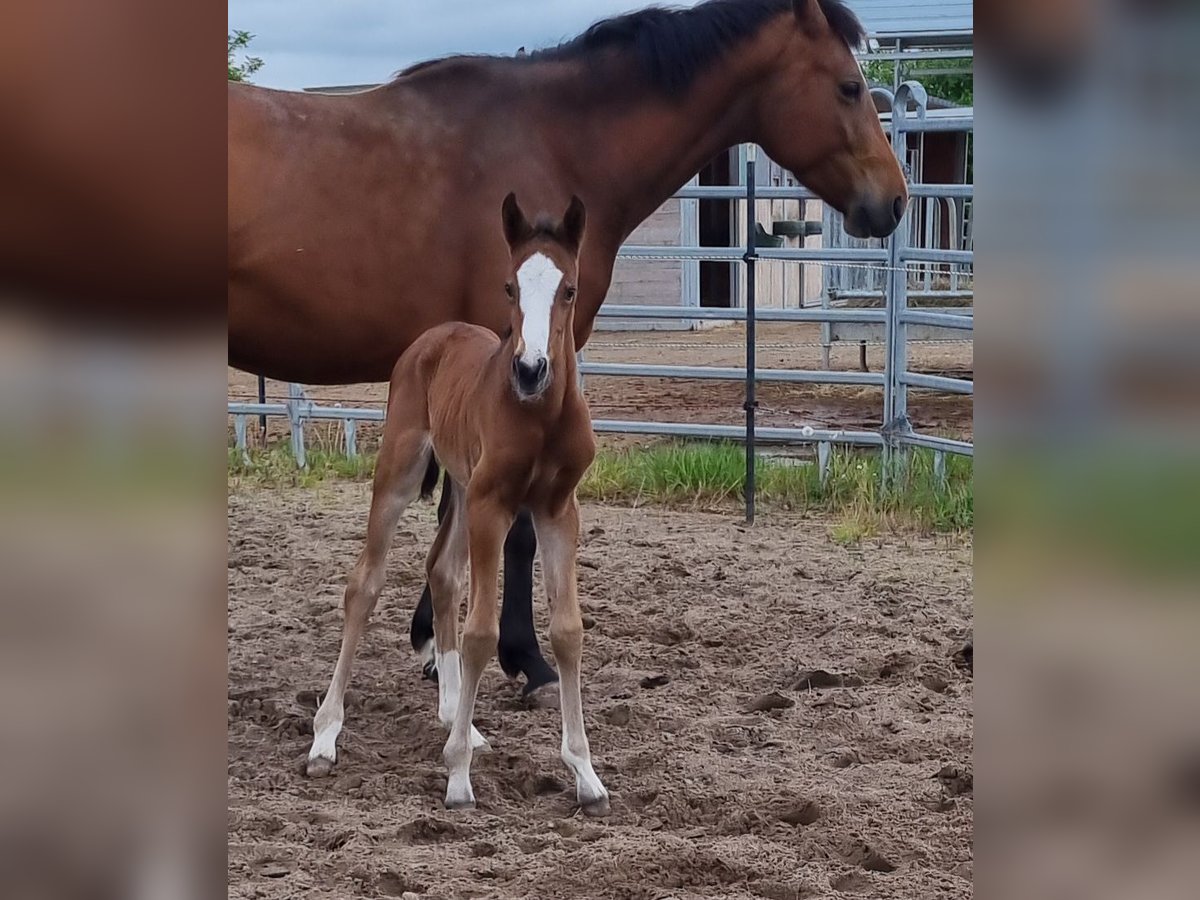 Oldenburger Springpaard Hengst  Bruin in Neupotz