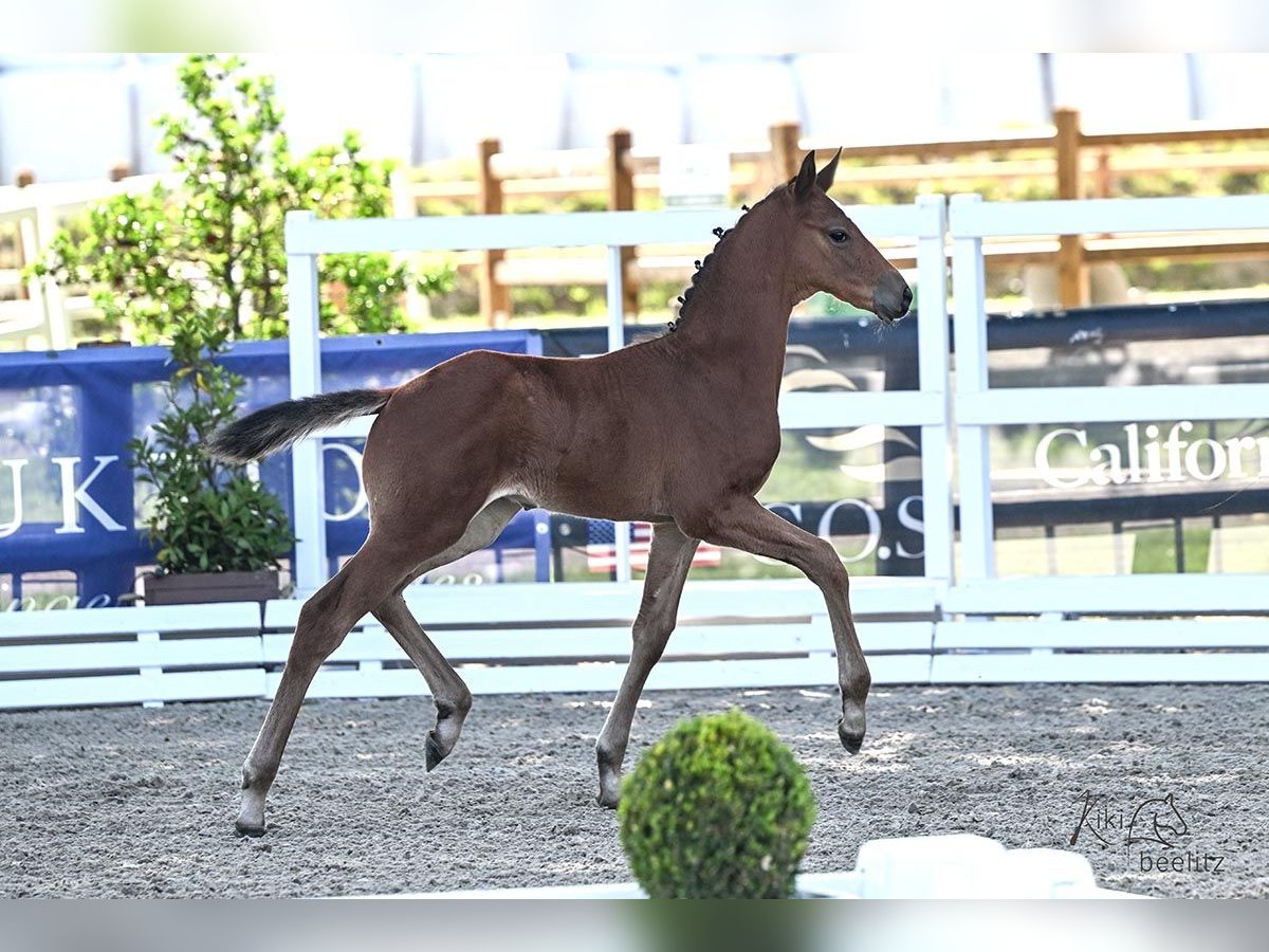 Oldenburger Springpaard Hengst  Bruin in Wilhelmshaven