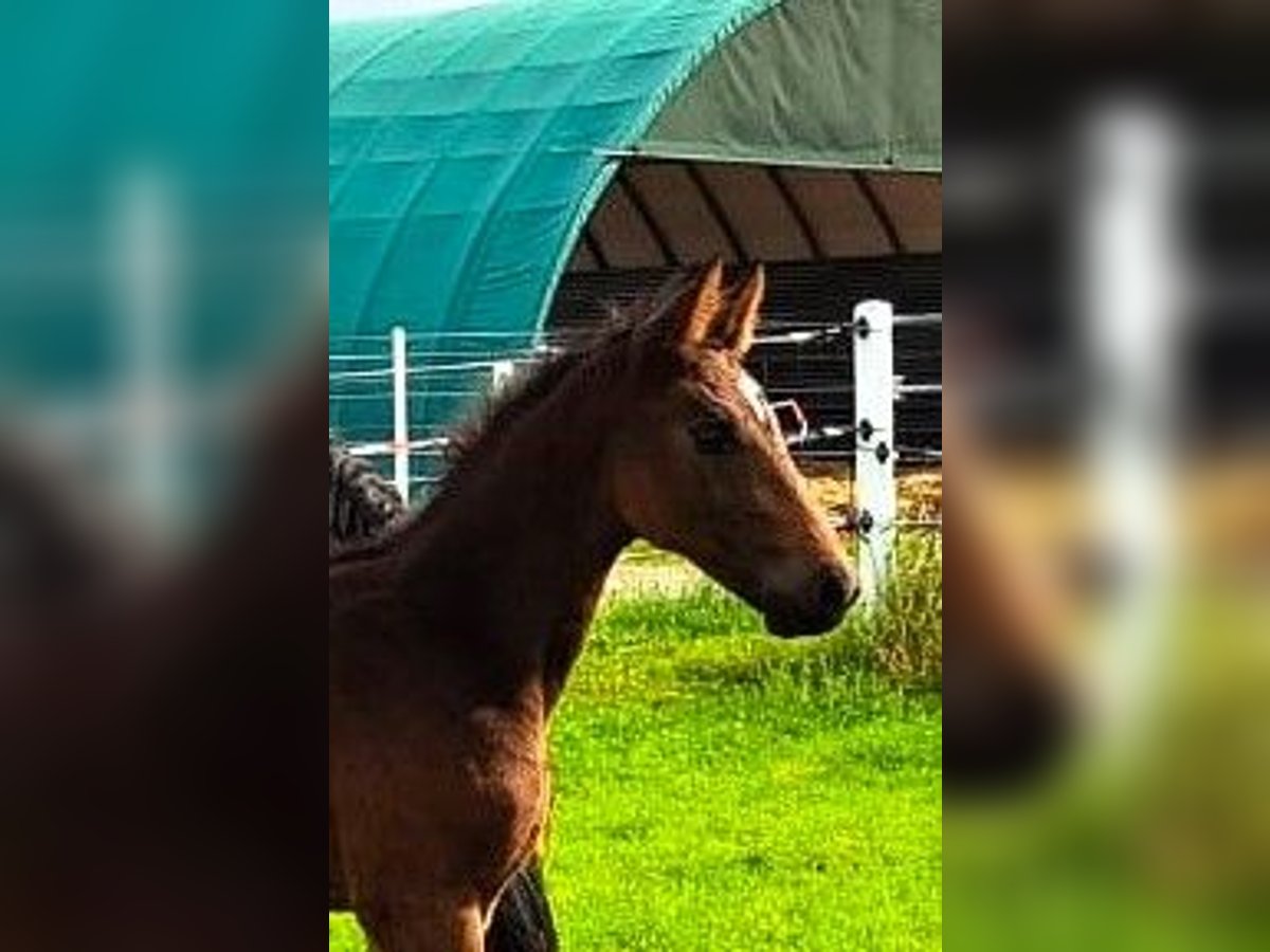 Oldenburger Springpaard Hengst veulen (04/2024) Bruin in Hankensbüttel