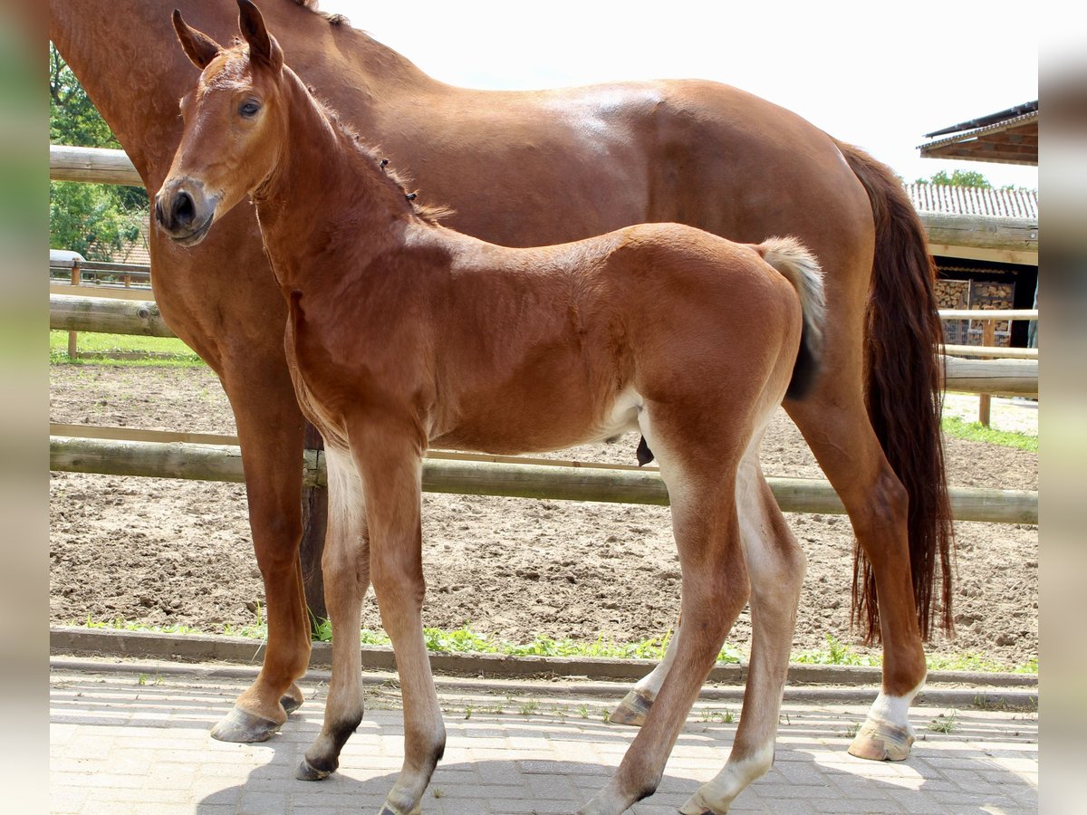 Oldenburger Springpaard Hengst Veulen (06/2025) Bruin in Garrel